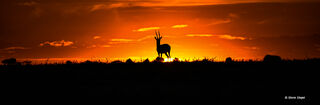 Gazelle Sunset