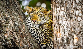 Leopard Chill