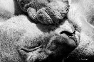 Snoozing Lioness