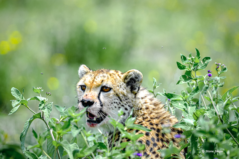 Cheetah looks around for potential thieves in Ndutu, part of the Ngorongoro Conservationa Area in Tanzania, Africa.
