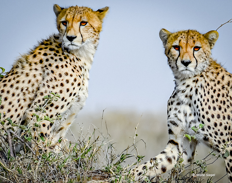 Two cheetahs survey the Serengeti in Tanzania, Africa.