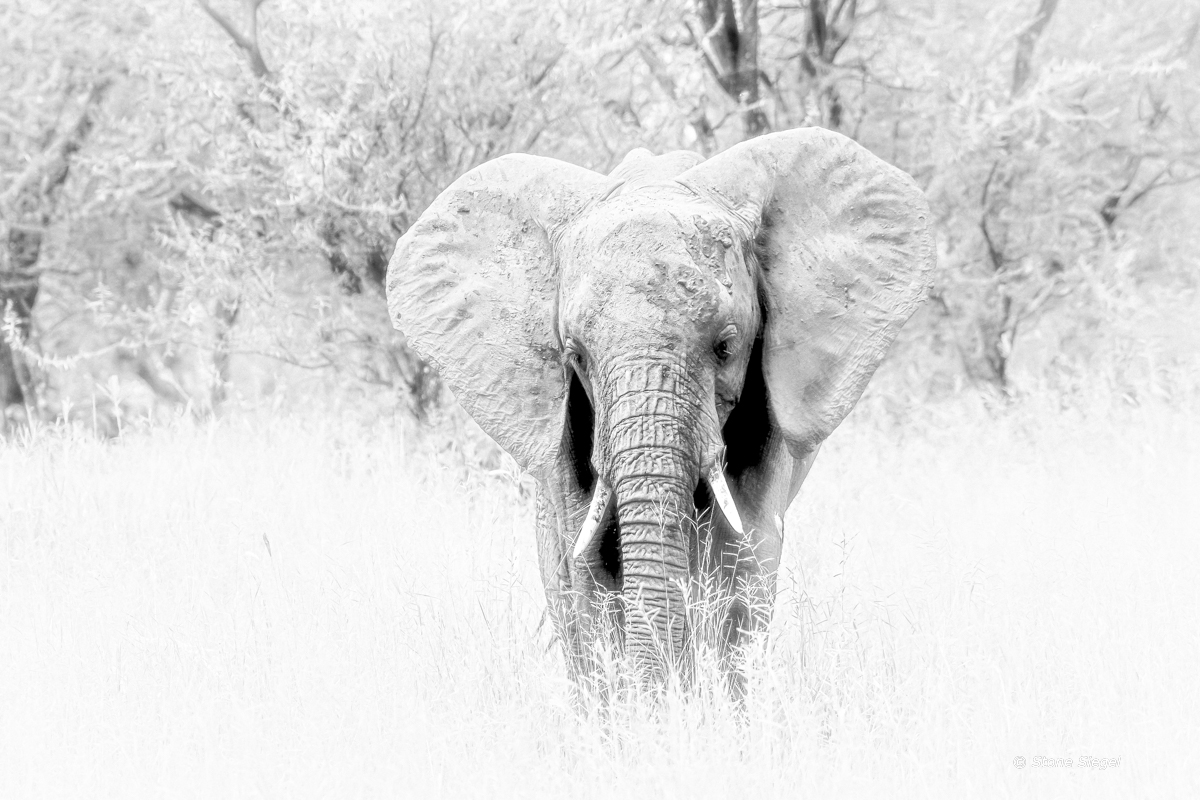 Elephant in Arusha National Park in Tanzania, Africa. Edited to give vanishing effect to represent the importance of elephant...