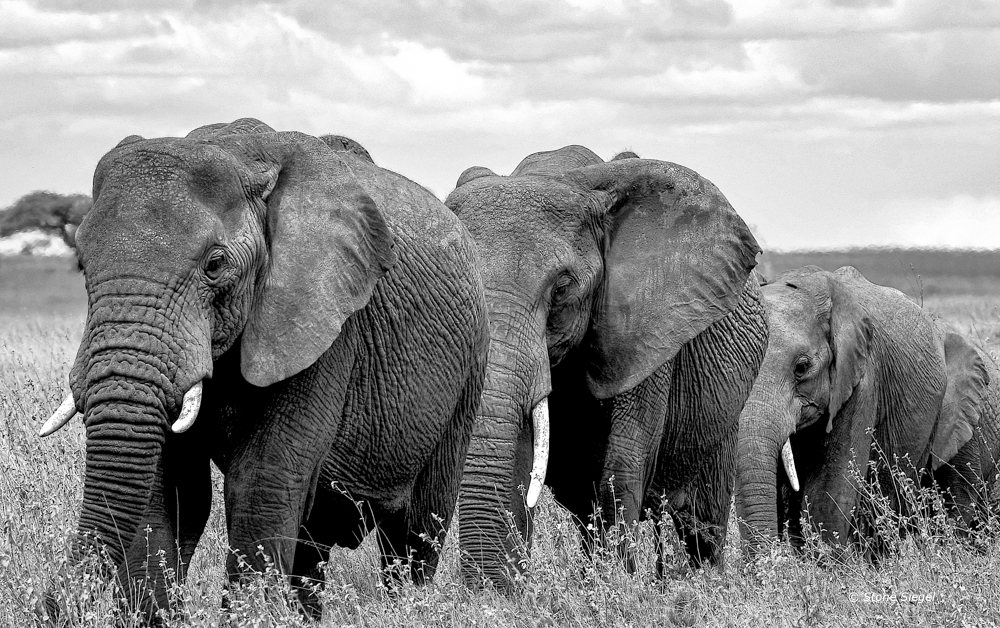 Elephants walking across the Serengeti in Tanzania, Africa.
