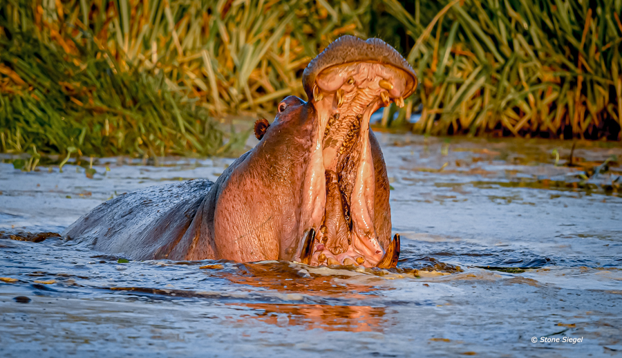 Hippo with open mouth in hippo pool.