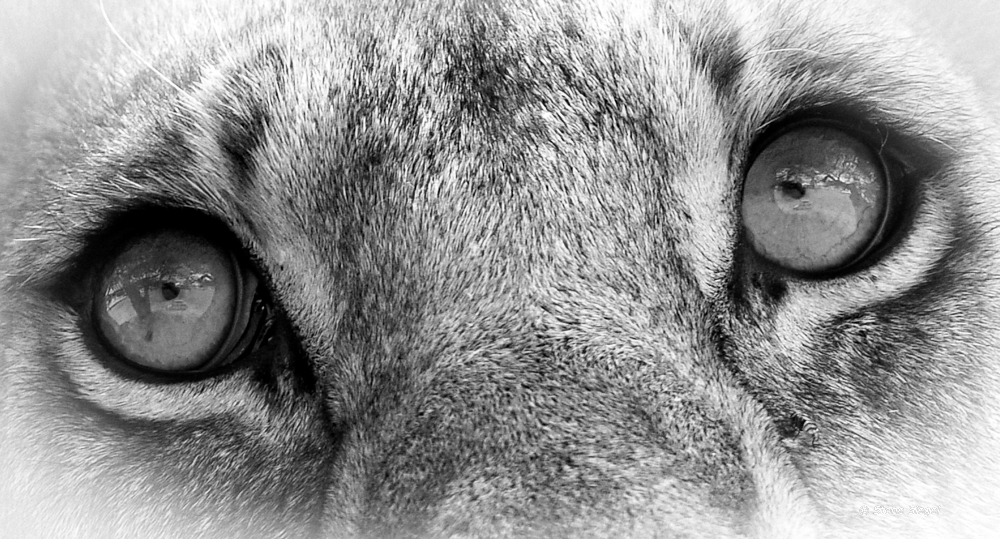 Lion eyes close up in Serengeti National Park in Tanzania, Africa.