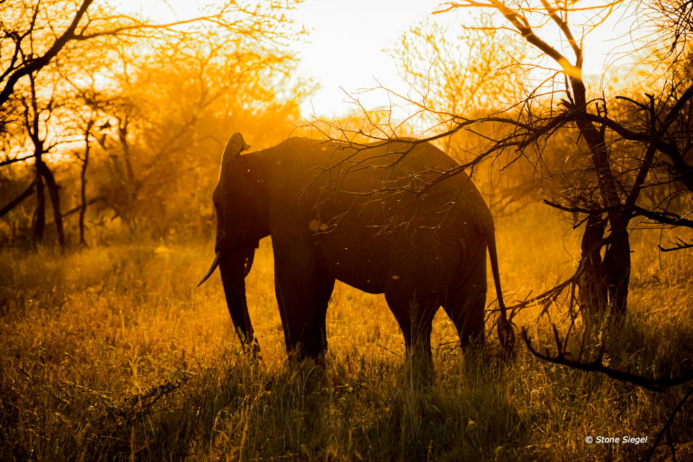 Elephant basks in sunset in Serengeti National Park in Tanzania, Africa.
